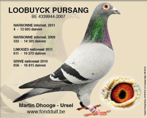 loobuyck-pursang